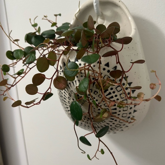 Patterned Ceramic Wall Planter - Picture 10 of 10